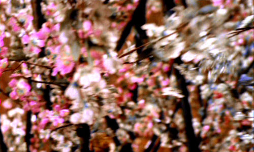 Dis Lui Toi Que Je t'aime